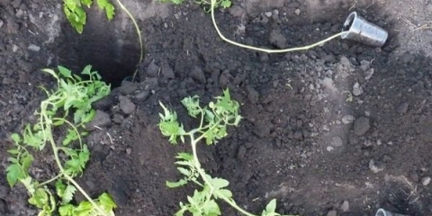 Kako posaditi prerasle sadnice paradajza